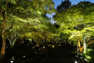 東福寺ライトアップ　拝観券付き宿泊プラン（画像）